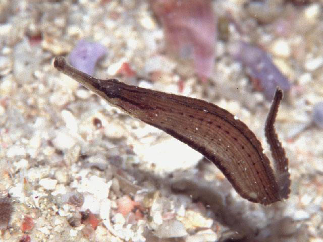 Choeroichthys brachysoma